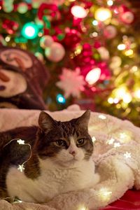 Preview wallpaper cat, garland, christmas tree, new year, christmas