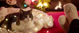 Preview wallpaper cat, garland, christmas tree, new year, christmas