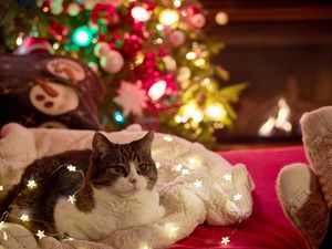 Preview wallpaper cat, garland, christmas tree, new year, christmas