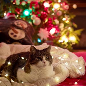 Preview wallpaper cat, garland, christmas tree, new year, christmas