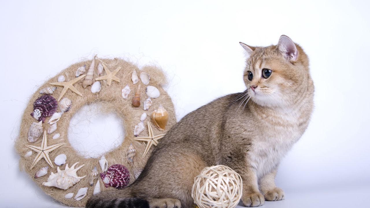 Wallpaper cat, garland, toys, wool