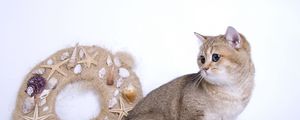 Preview wallpaper cat, garland, toys, wool