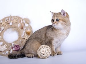 Preview wallpaper cat, garland, toys, wool