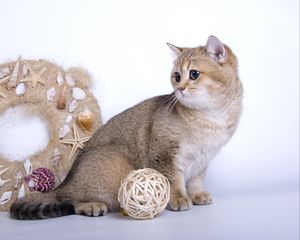 Preview wallpaper cat, garland, toys, wool