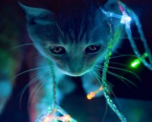 Preview wallpaper cat, garlands, face, light