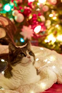 Preview wallpaper cat, garlands, new year, tree, pet