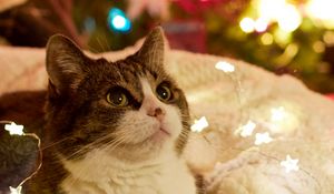 Preview wallpaper cat, garlands, new year, tree, pet