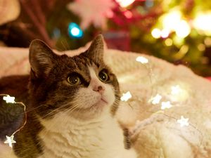 Preview wallpaper cat, garlands, new year, tree, pet