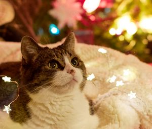 Preview wallpaper cat, garlands, new year, tree, pet