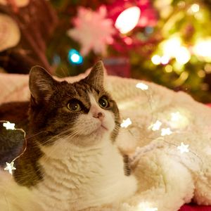 Preview wallpaper cat, garlands, new year, tree, pet