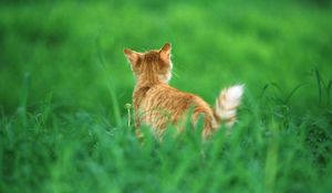 Preview wallpaper cat, ginger, grass, tail