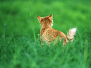 Preview wallpaper cat, ginger, grass, tail