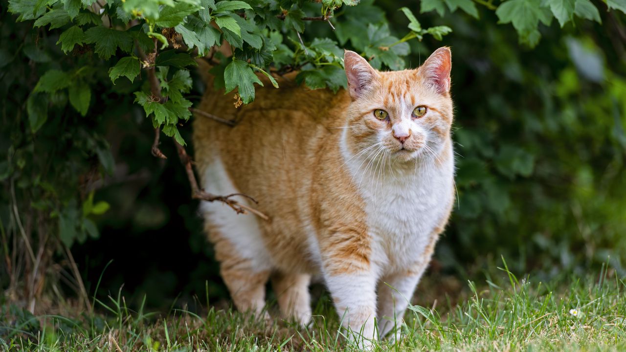Wallpaper cat, ginger, pet, grass, bushes