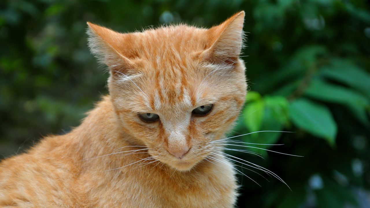 Wallpaper cat, ginger, tabby