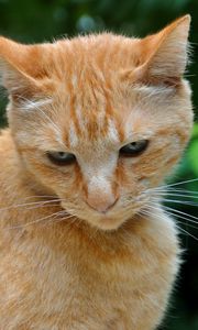 Preview wallpaper cat, ginger, tabby
