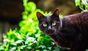 Preview wallpaper cat, glance, animal