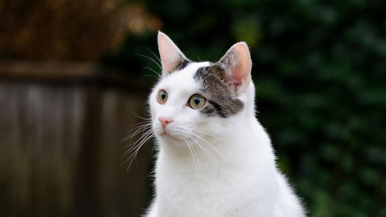Wallpaper cat, glance, animal, pet