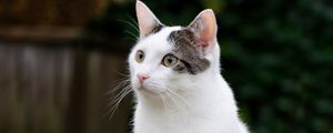 Preview wallpaper cat, glance, animal, pet