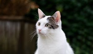 Preview wallpaper cat, glance, animal, pet