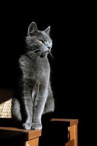 Preview wallpaper cat, glance, animal, pet, light, shadow