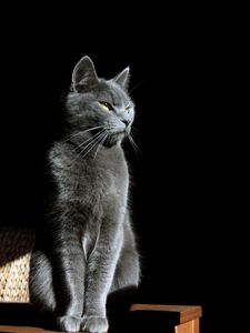 Preview wallpaper cat, glance, animal, pet, light, shadow
