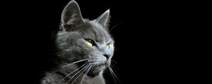 Preview wallpaper cat, glance, animal, pet, light, shadow