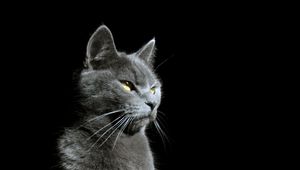 Preview wallpaper cat, glance, animal, pet, light, shadow