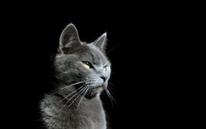 Preview wallpaper cat, glance, animal, pet, light, shadow