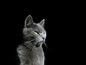 Preview wallpaper cat, glance, animal, pet, light, shadow