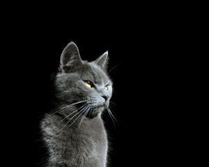 Preview wallpaper cat, glance, animal, pet, light, shadow