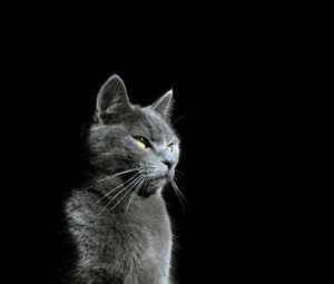 Preview wallpaper cat, glance, animal, pet, light, shadow