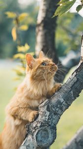Preview wallpaper cat, glance, fluffy, tree