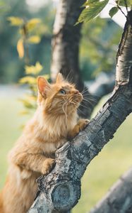 Preview wallpaper cat, glance, fluffy, tree