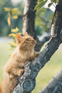 Preview wallpaper cat, glance, fluffy, tree