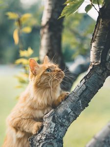 Preview wallpaper cat, glance, fluffy, tree