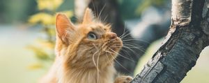 Preview wallpaper cat, glance, fluffy, tree