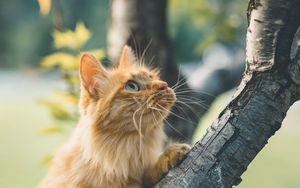 Preview wallpaper cat, glance, fluffy, tree