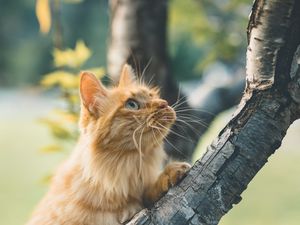 Preview wallpaper cat, glance, fluffy, tree