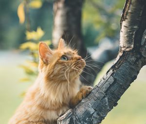 Preview wallpaper cat, glance, fluffy, tree
