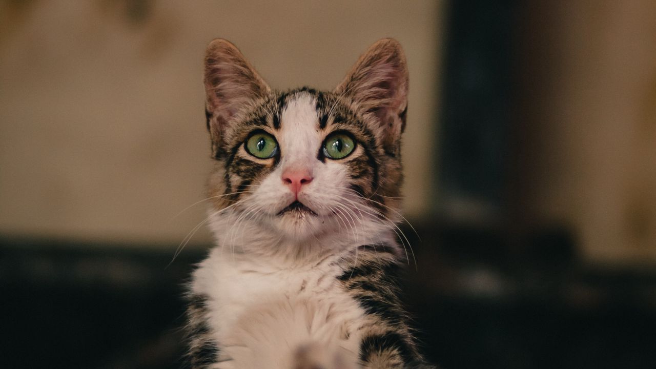 Wallpaper cat, glance, funny, pet, cute