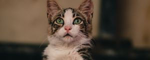 Preview wallpaper cat, glance, funny, pet, cute
