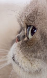 Preview wallpaper cat, glance, gray, fluffy, pet