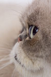 Preview wallpaper cat, glance, gray, fluffy, pet