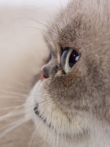 Preview wallpaper cat, glance, gray, fluffy, pet