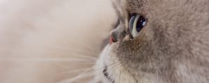 Preview wallpaper cat, glance, gray, fluffy, pet