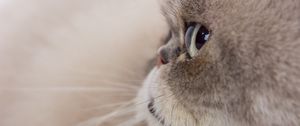 Preview wallpaper cat, glance, gray, fluffy, pet