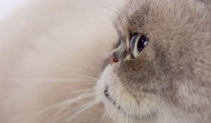 Preview wallpaper cat, glance, gray, fluffy, pet