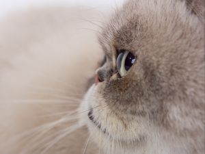 Preview wallpaper cat, glance, gray, fluffy, pet