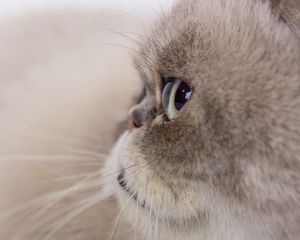 Preview wallpaper cat, glance, gray, fluffy, pet