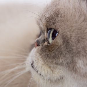 Preview wallpaper cat, glance, gray, fluffy, pet